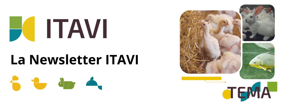 Bandeau header newsletter TEMA