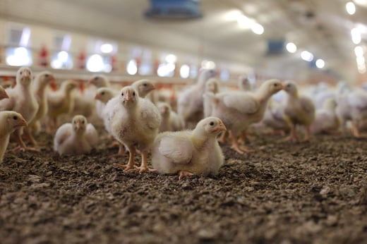 Poussins Pixabay