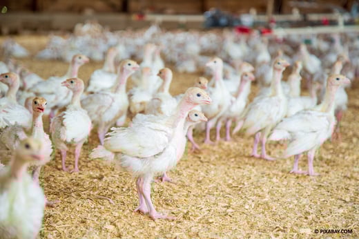 dindonneaux copyright pixabay