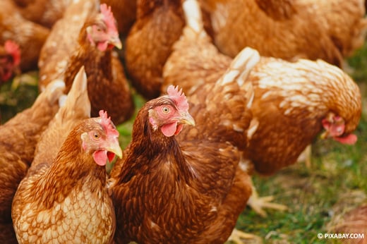 poules 2 copyright pixabay