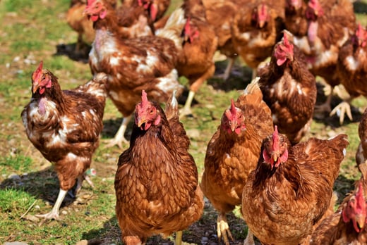 poules